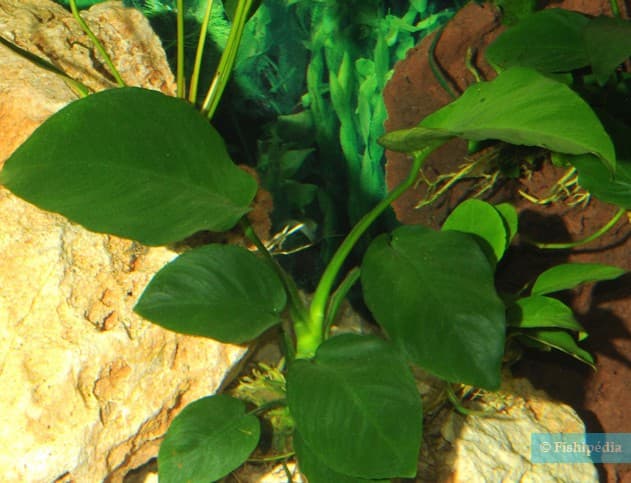 Anubia barteri