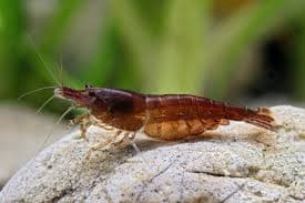 Neocaridina