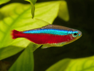 Tetra neón