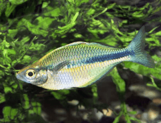 Melanotaenia lacustris